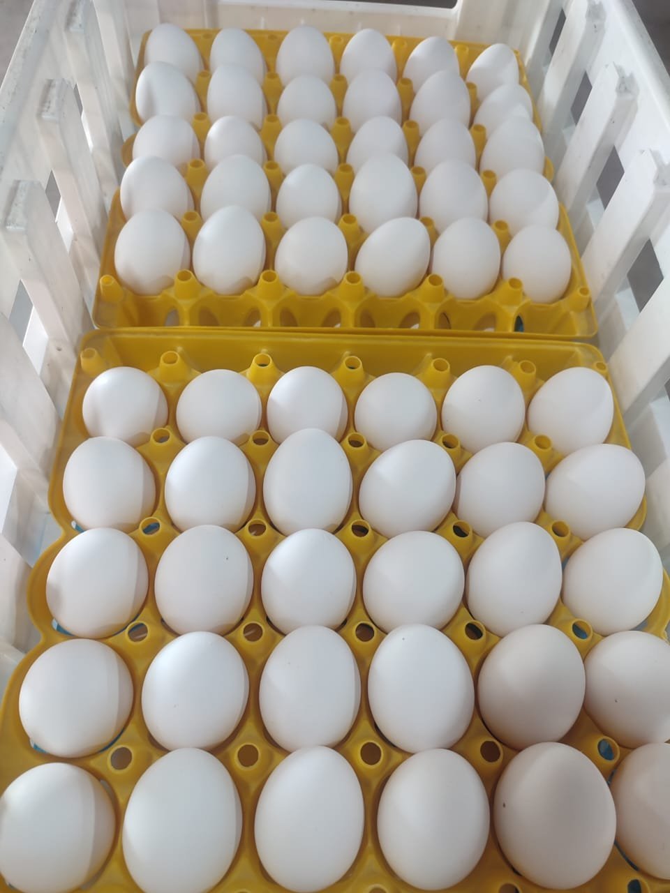Caja de 360 huevos blancos